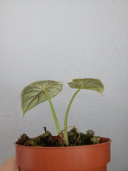 Sad Plants