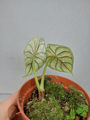 Sad Plants