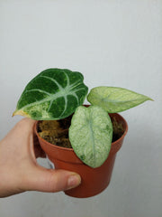 Sad Plants