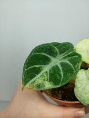 Sad Plants