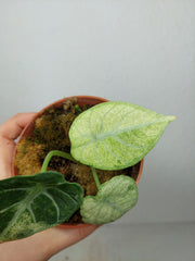 Sad Plants