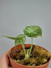 Sad Plants