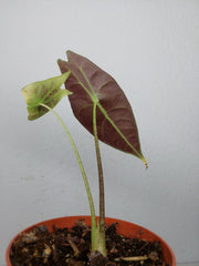 Sad Plants