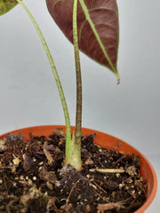 Sad Plants