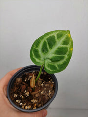 Sad Plants