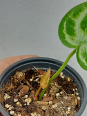 Sad Plants