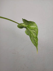 Sad Plants