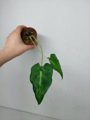Sad Plants