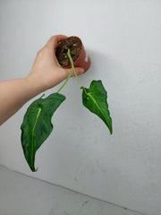 Sad Plants