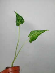 Sad Plants