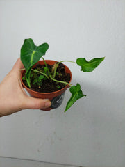 Sad Plants