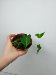 Sad Plants