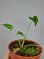 Sad Plants