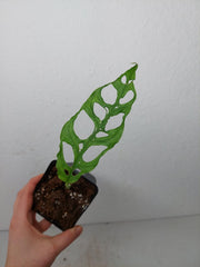 Sad Plants