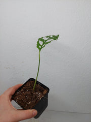 Sad Plants