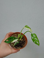 Sad Plants