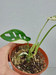 Sad Plants