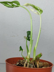 Sad Plants