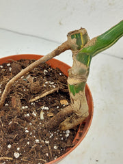 Sad Plants