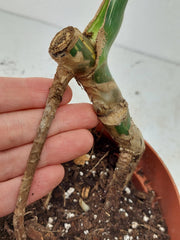 Sad Plants