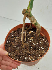 Sad Plants