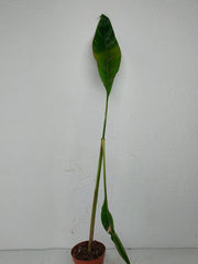 Sad Plants