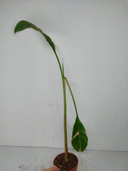 Sad Plants