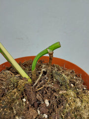 Monstera Aurea Stecklinge