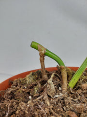Monstera Aurea Stecklinge