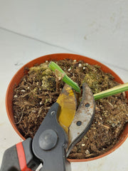 Monstera Aurea Stecklinge