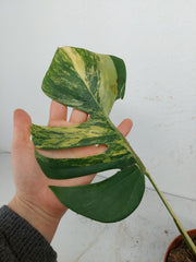 Monstera Aurea Stecklinge
