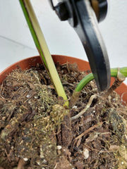 Monstera Aurea Stecklinge