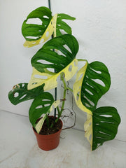 Monstera Adansonii Variegata