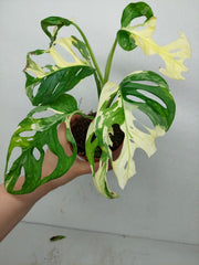 Monstera Adansonii Variegata