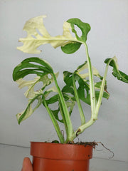 Monstera Adansonii Variegata