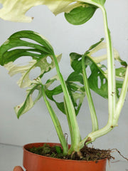 Monstera Adansonii Variegata