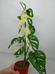Monstera Adansonii Variegata