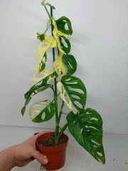 Monstera Adansonii Variegata