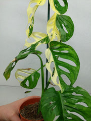 Monstera Adansonii Variegata