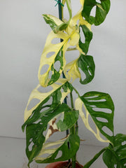 Monstera Adansonii Variegata