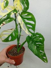 Monstera Adansonii Variegata