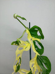 Monstera Adansonii Variegata