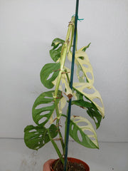 Monstera Adansonii Variegata