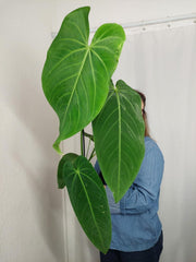 Anthurium Warocqueanum x Waterburyanum