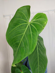 Anthurium Warocqueanum x Waterburyanum