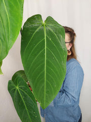 Anthurium Warocqueanum x Waterburyanum