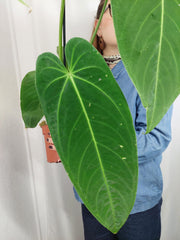 Anthurium Warocqueanum x Waterburyanum