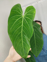 Anthurium Warocqueanum x Waterburyanum