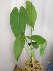 Anthurium Warocqueanum x Waterburyanum