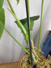 Anthurium Warocqueanum x Waterburyanum